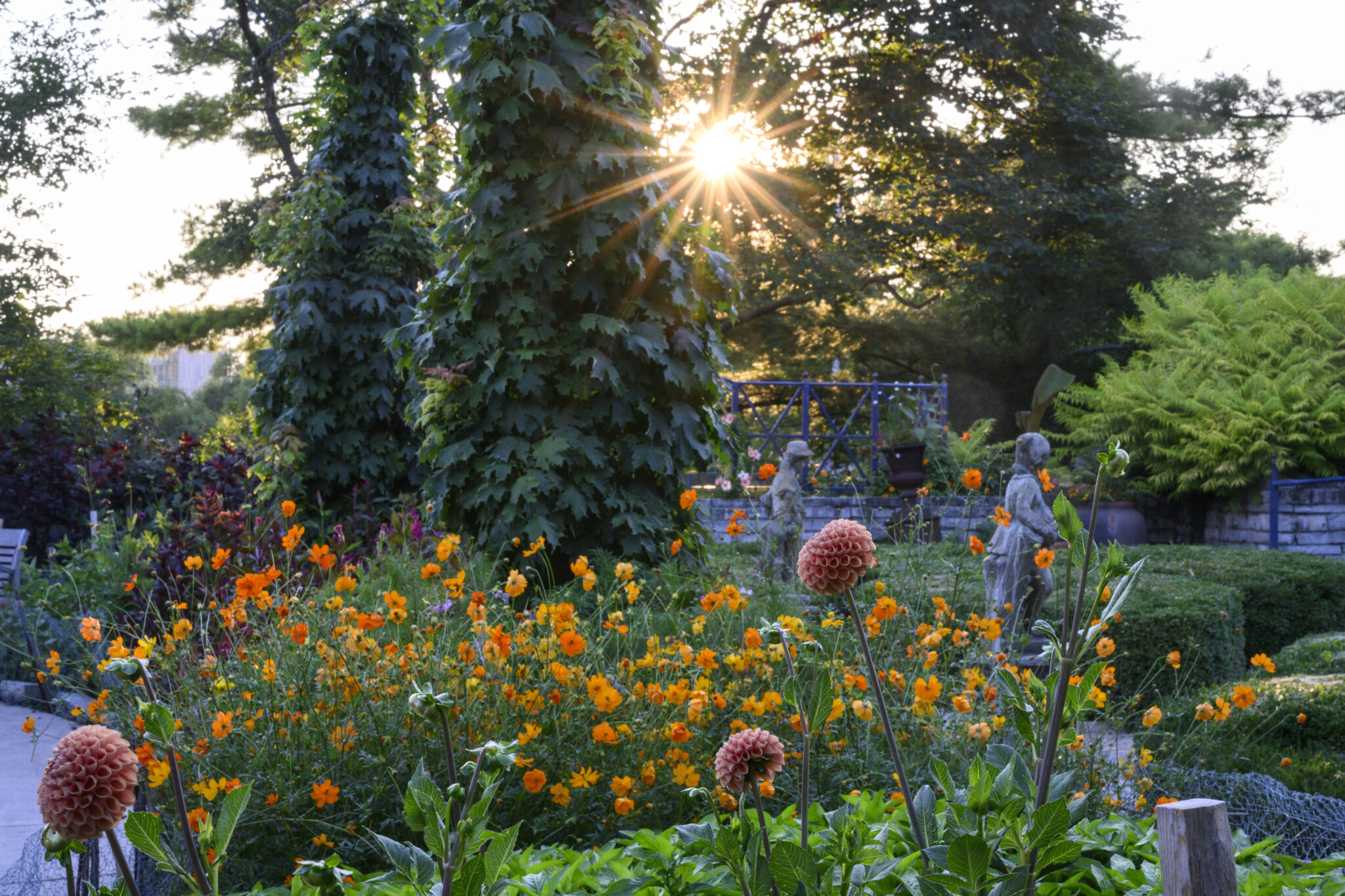 The sunset peeks through the trees to illuminate the flowers in the French Garden in Allen Centennial Garden.